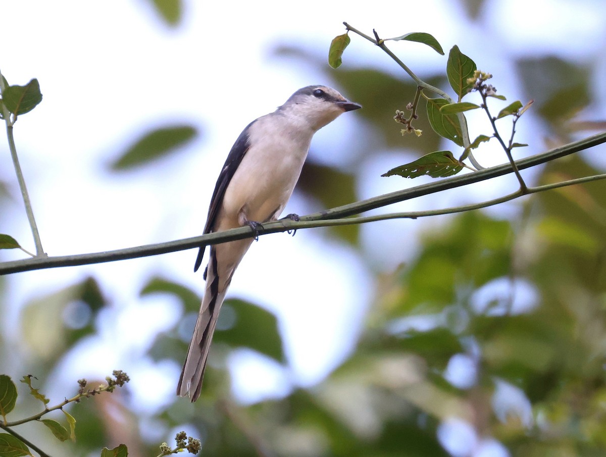 Ashy Minivet - ML615708048