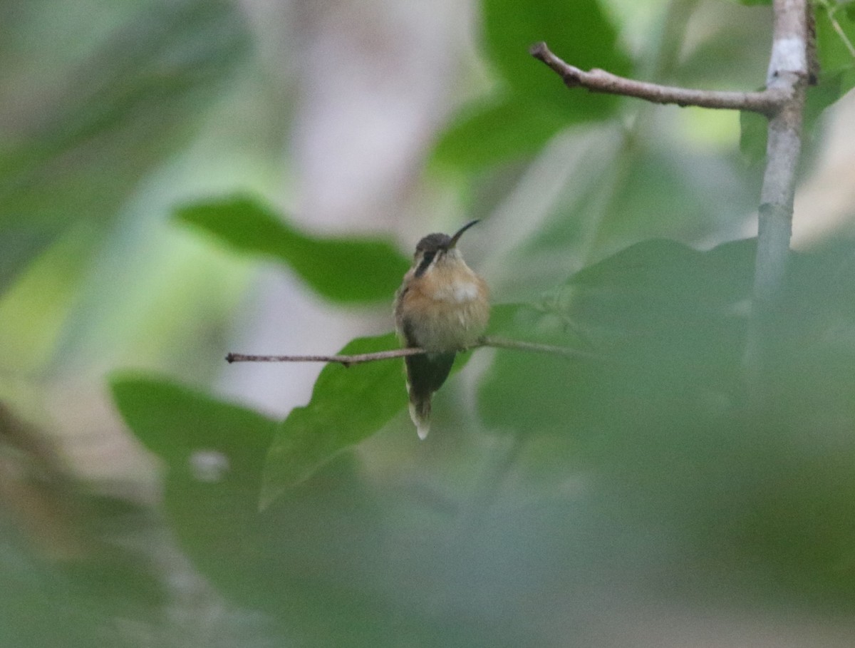 Пестрогорлый колибри-отшельник - ML615708051