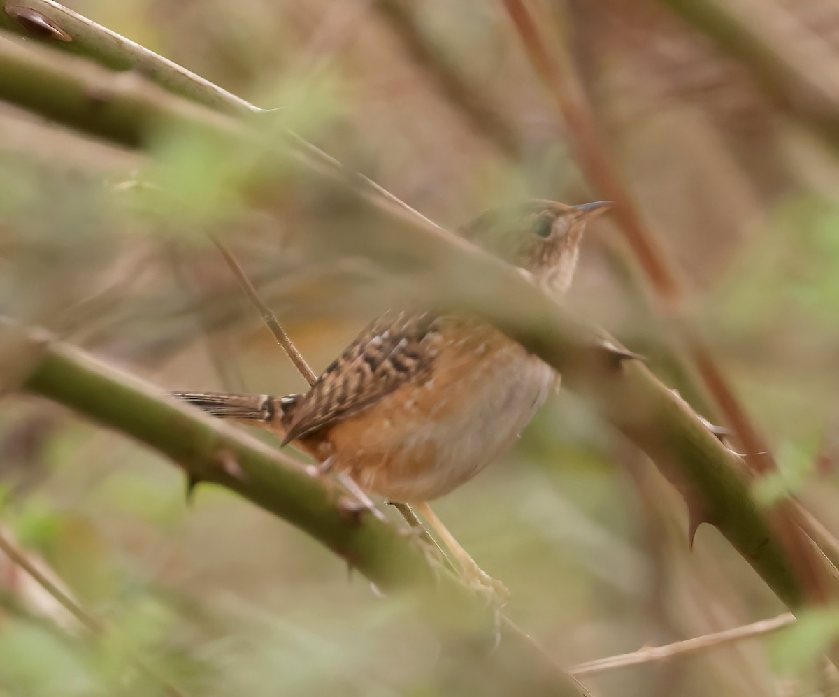 Sedge Wren - ML615708052
