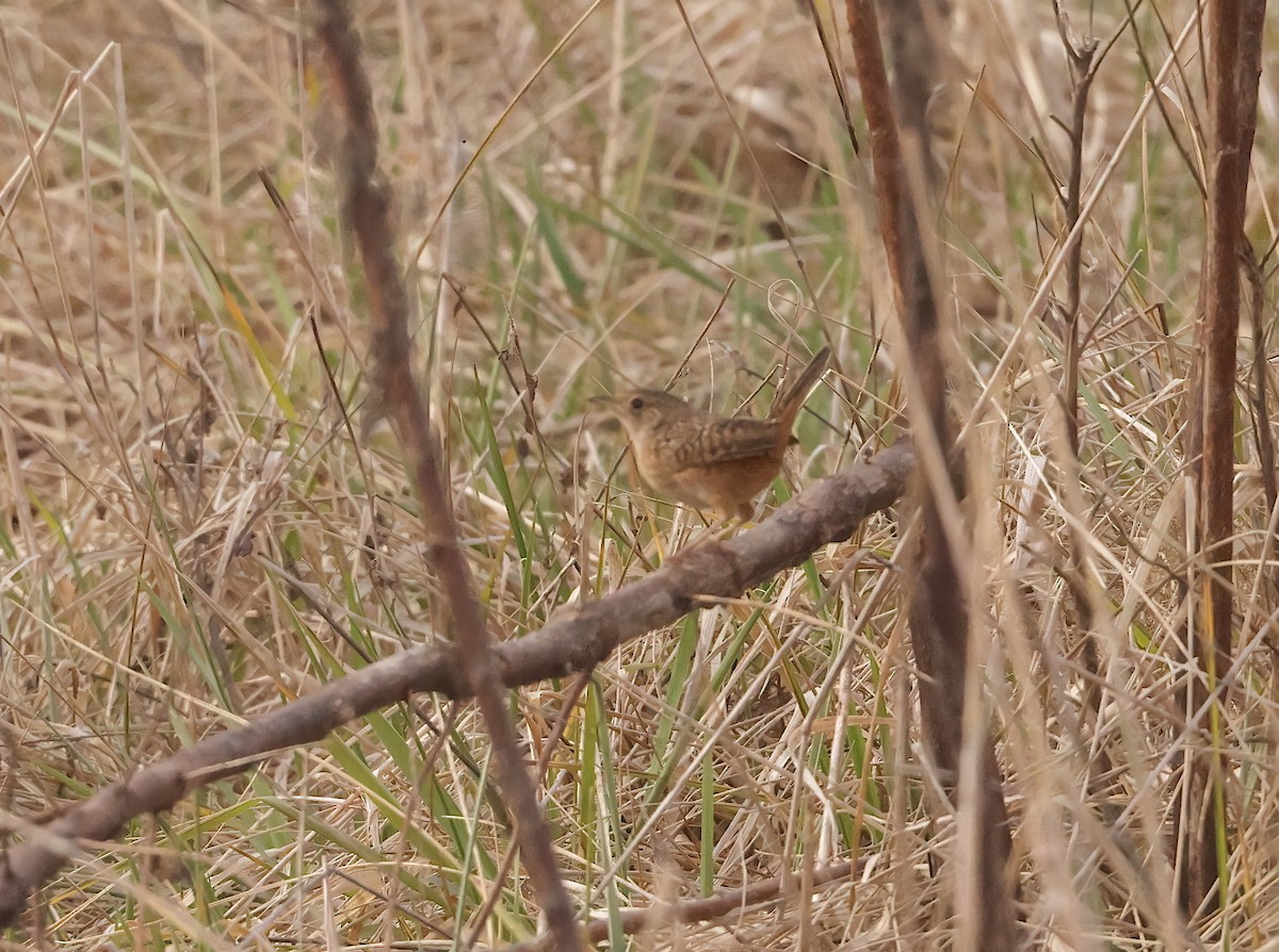 Sedge Wren - ML615708070