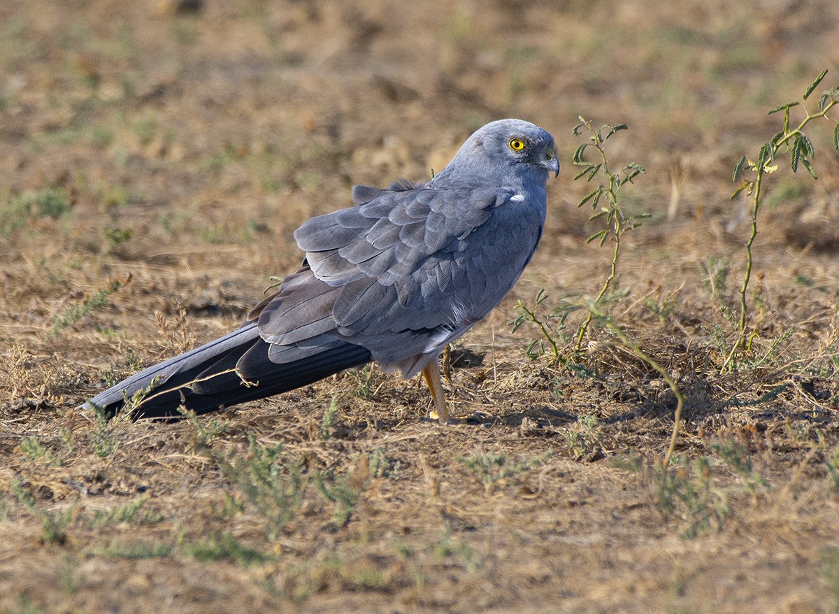 Montagu's Harrier - ML615708096