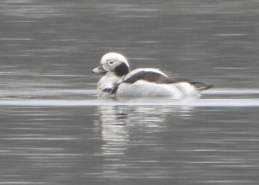 Long-tailed Duck - ML615708155