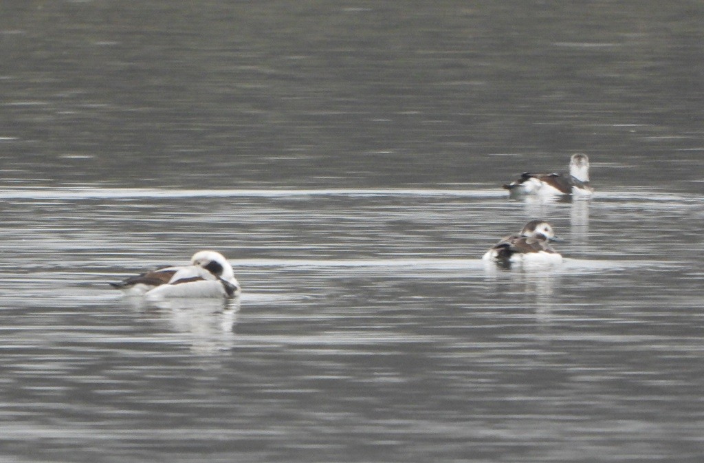 Long-tailed Duck - ML615708156