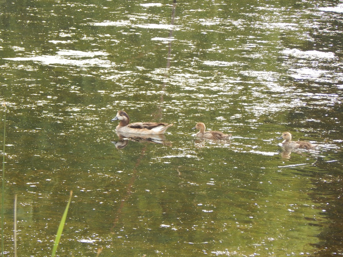 Chiloe Wigeon - ML615708237