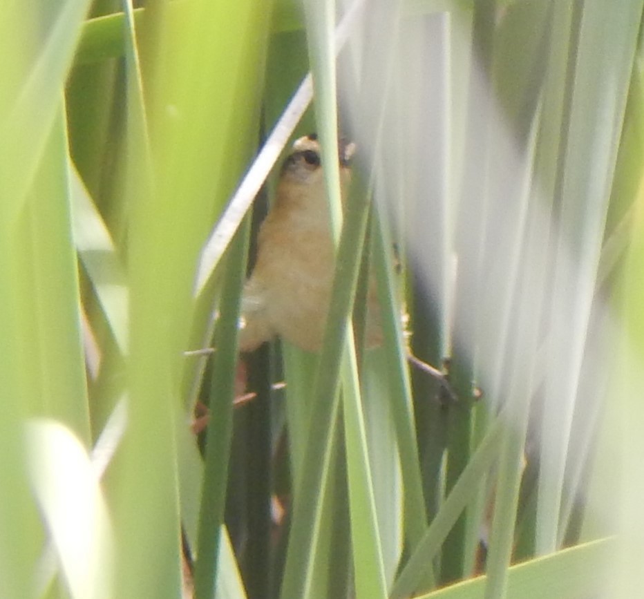 Wren-like Rushbird - Tiziano Luka