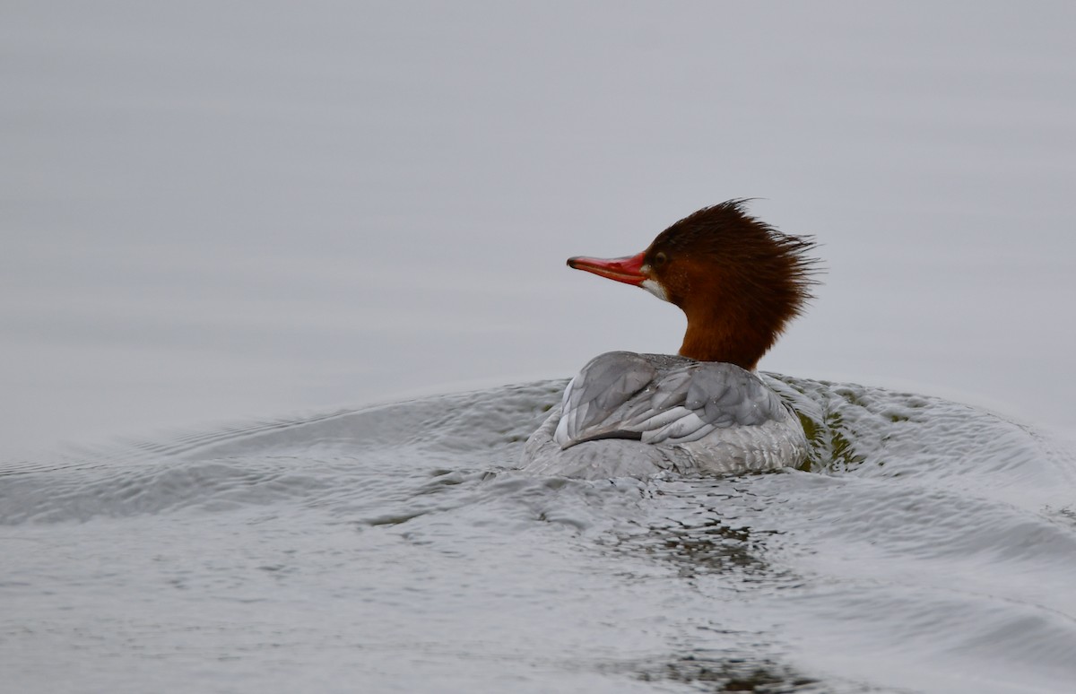 Common Merganser - ML615708338