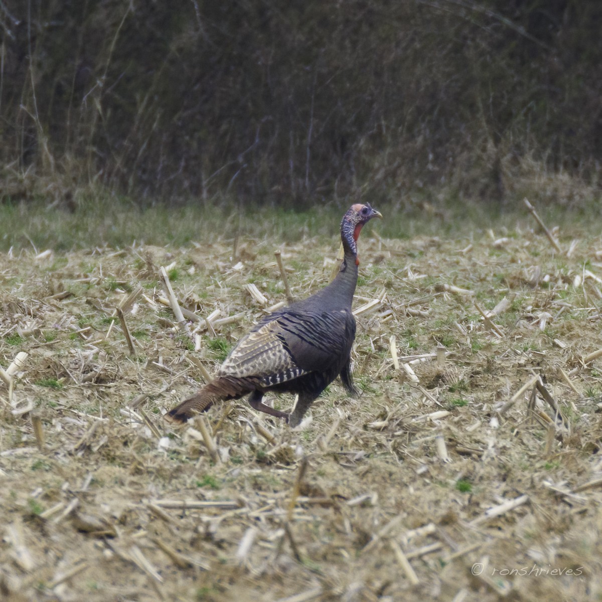 Wild Turkey - ML615708365