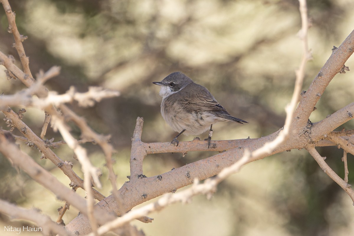 Lesser Whitethroat - ML615708406