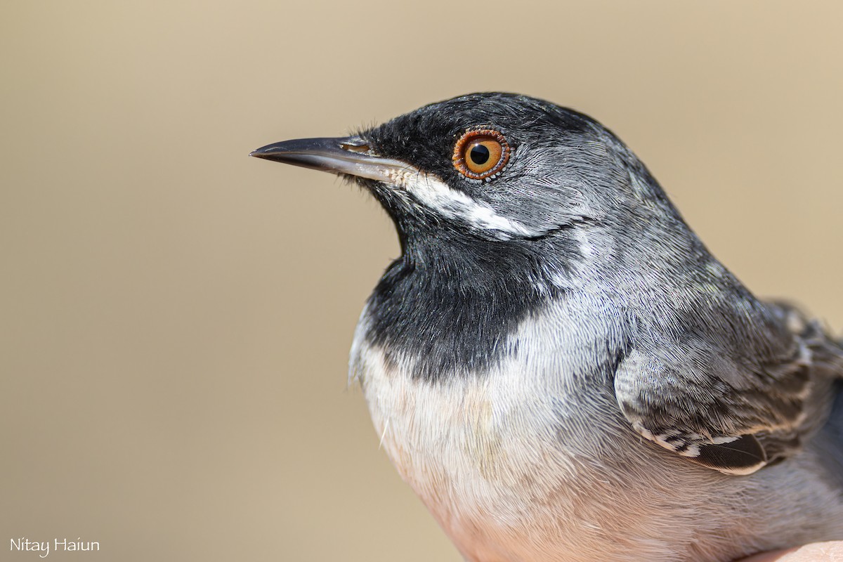 Rüppell's Warbler - ML615708411