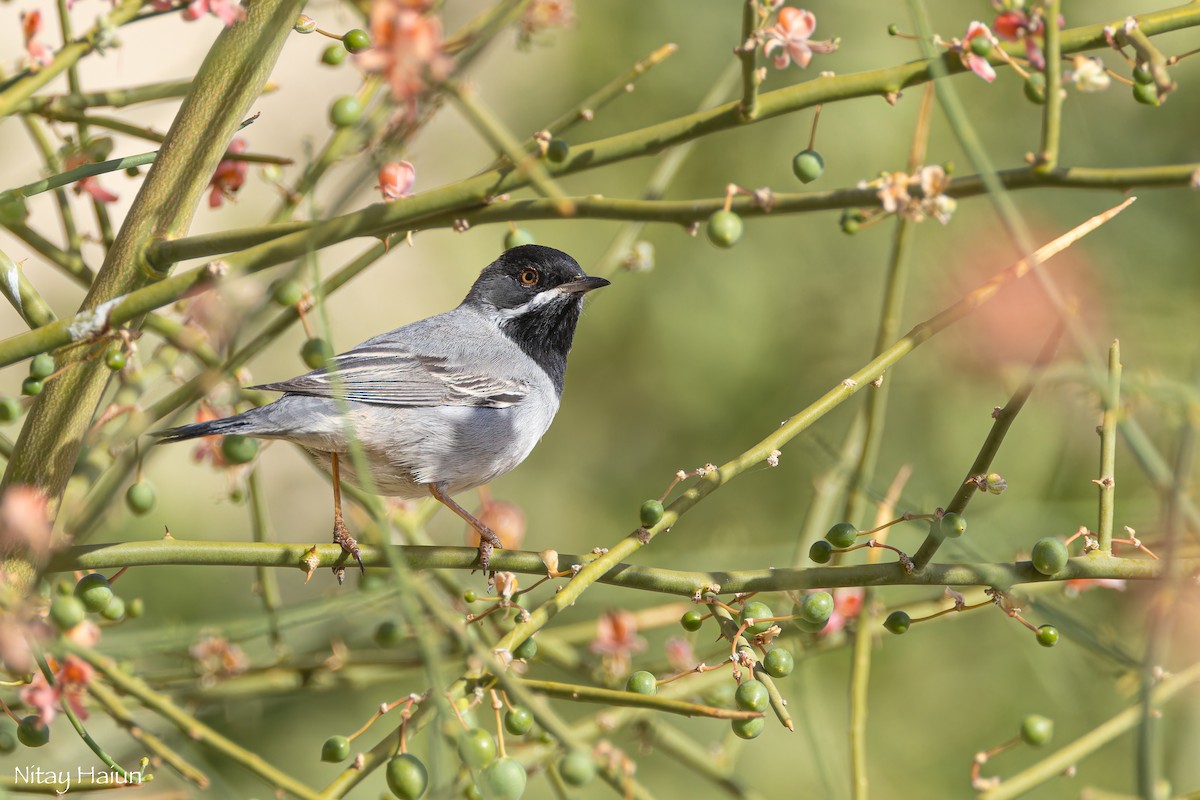 Rüppell's Warbler - nitay haiun