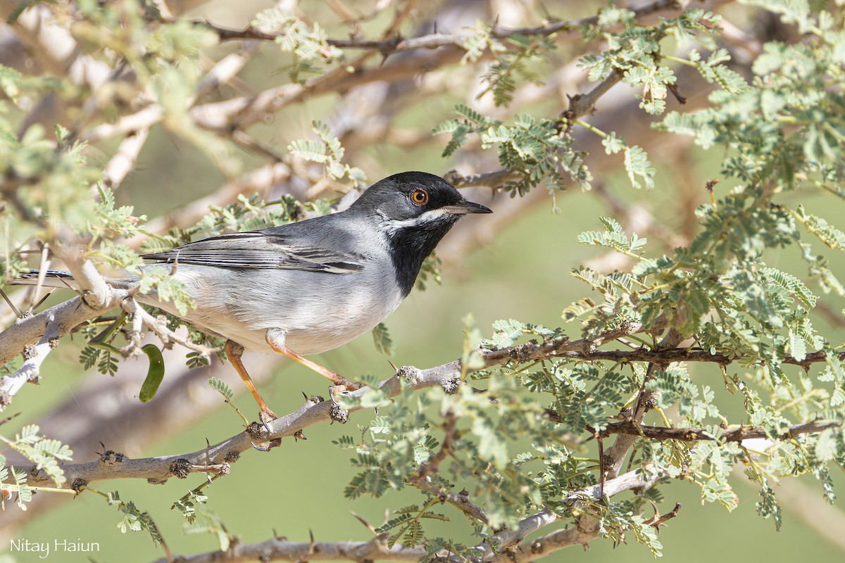 Rüppell's Warbler - nitay haiun