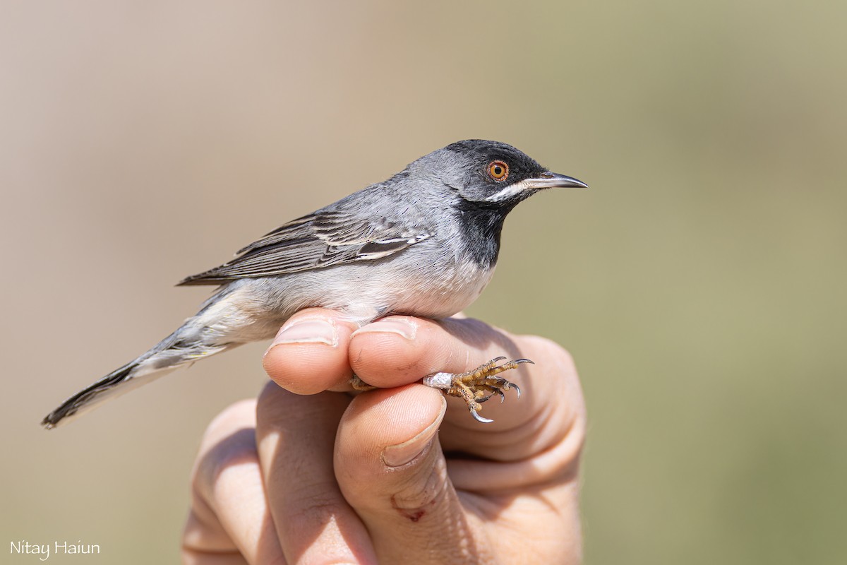 Rüppell's Warbler - ML615708414