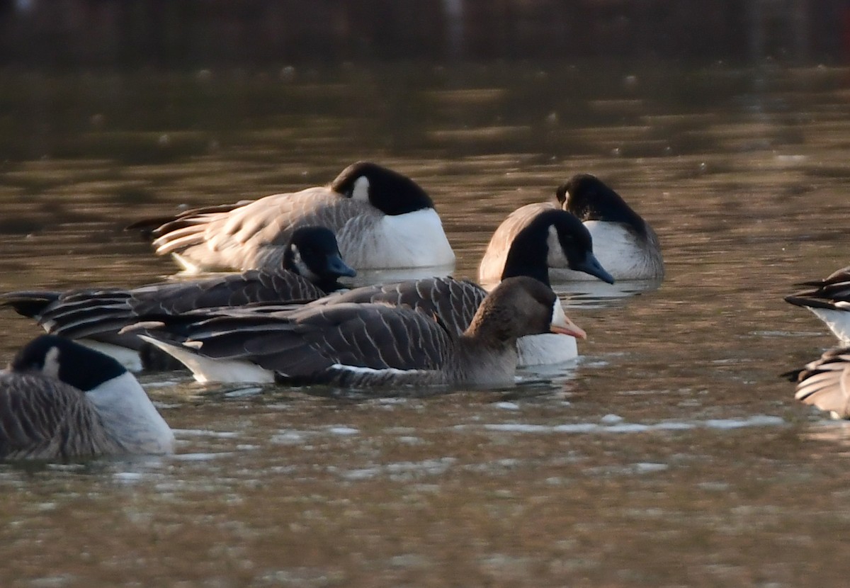 Greater White-fronted Goose - ML615708418