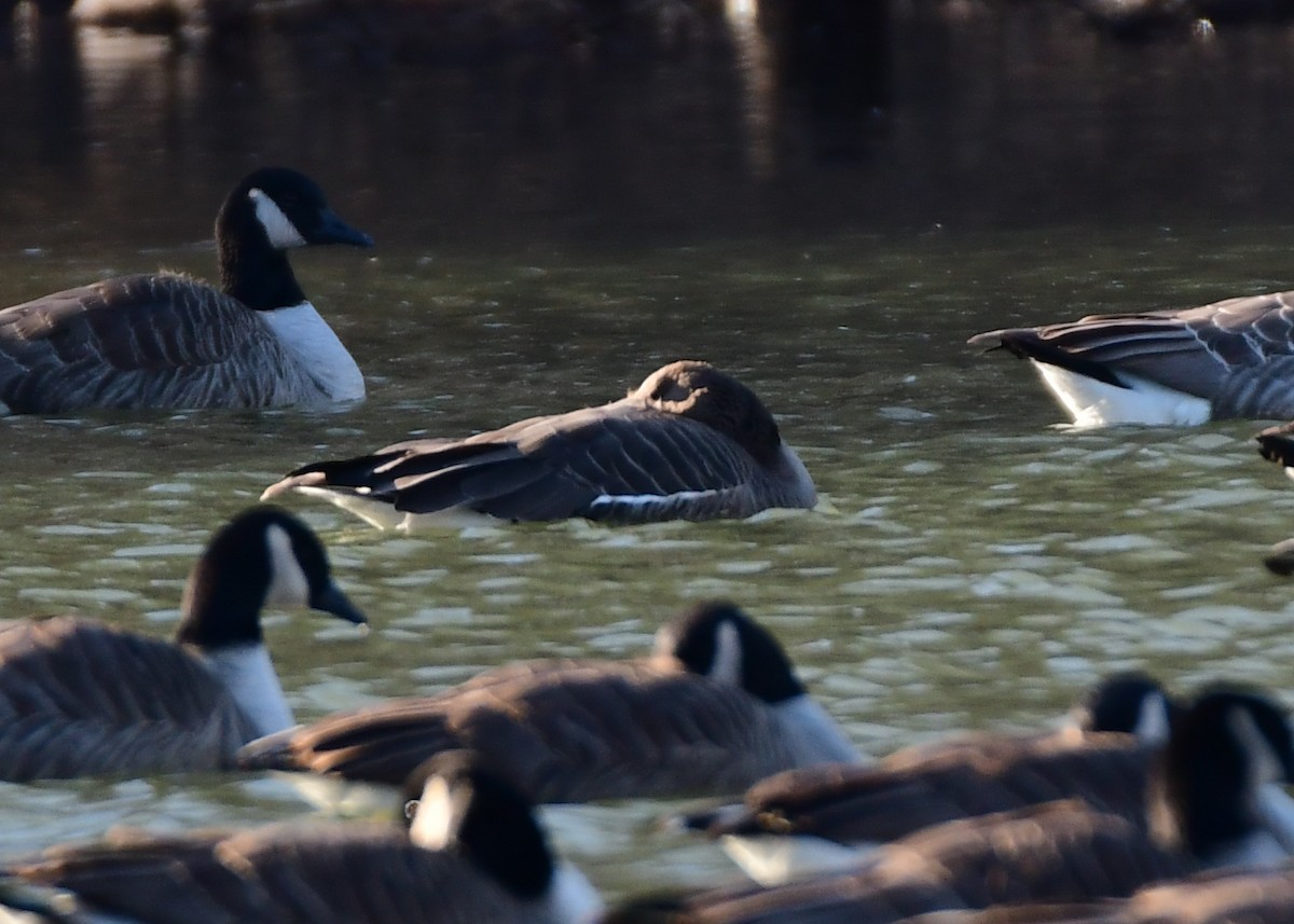Greater White-fronted Goose - ML615708419