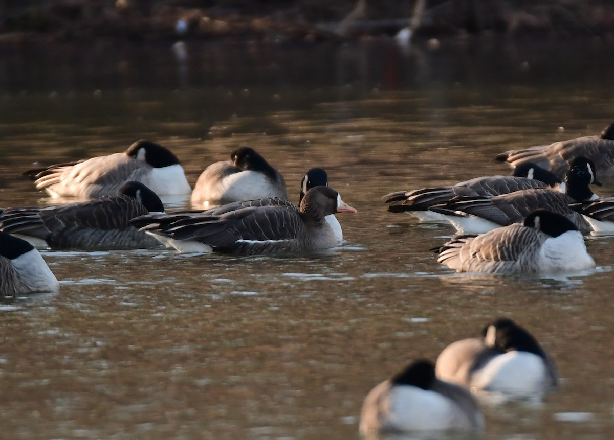 Greater White-fronted Goose - Chaiby Leiman