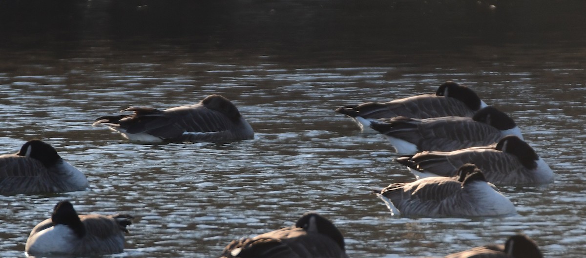 Greater White-fronted Goose - ML615708423