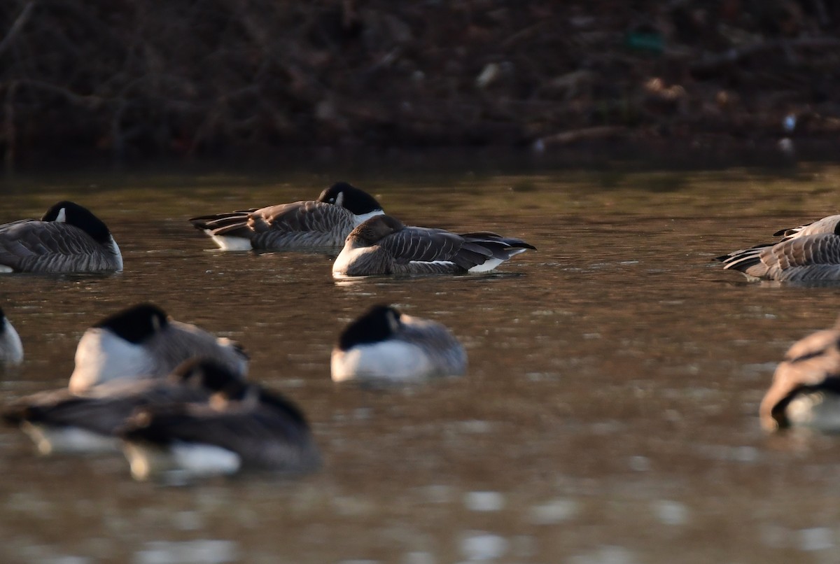 Greater White-fronted Goose - ML615708424