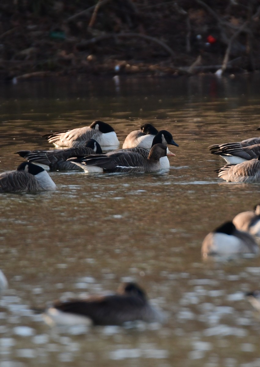 Greater White-fronted Goose - Chaiby Leiman