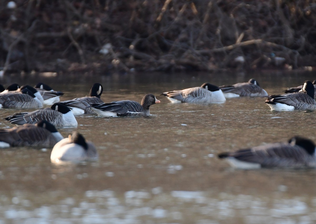 Greater White-fronted Goose - ML615708427