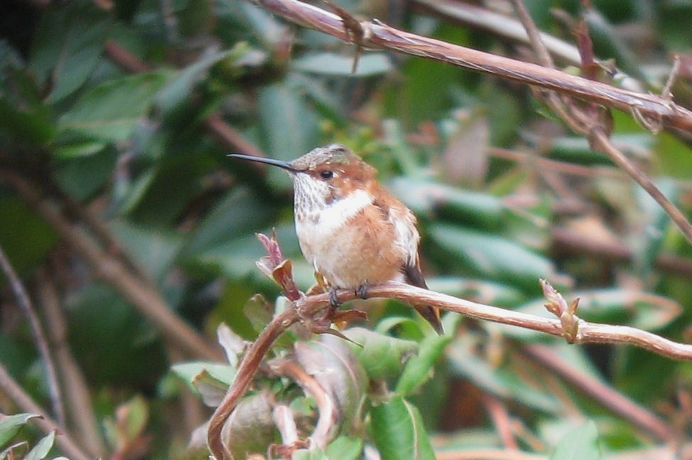 Rufous Hummingbird - ML615708448