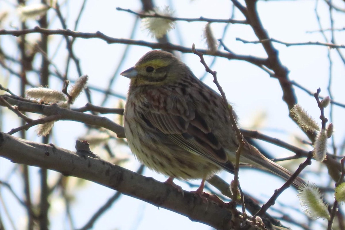 Cirl Bunting - ML615708451