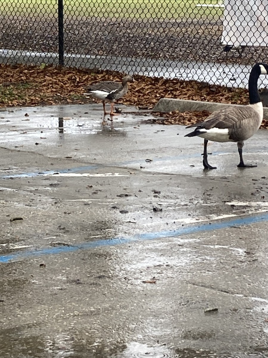 Greater White-fronted Goose - ML615708502