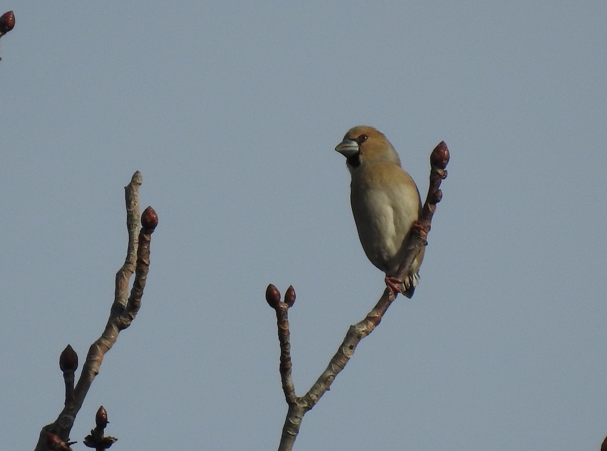 Hawfinch - ML615708509