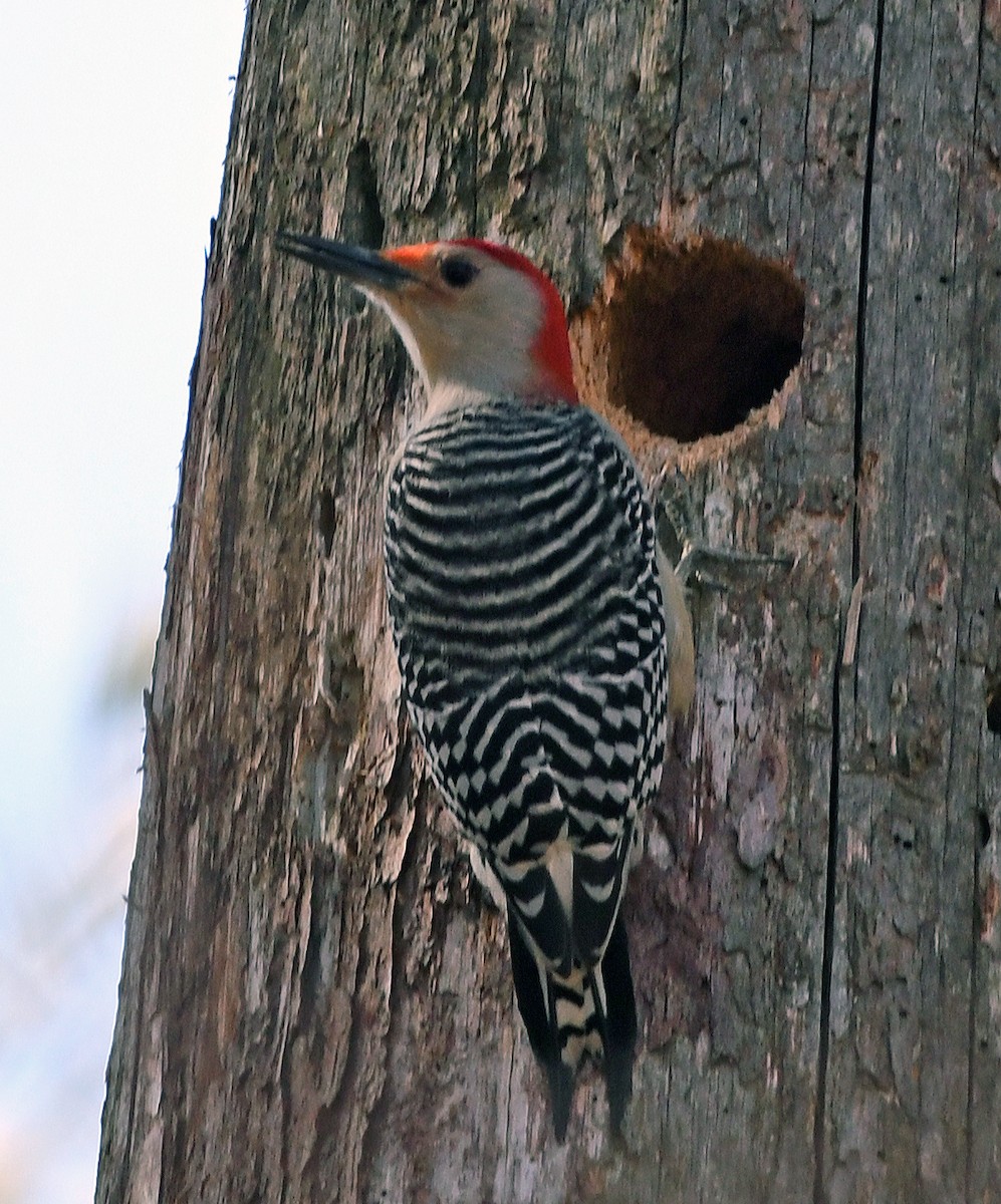 Red-bellied Woodpecker - Connie Galey