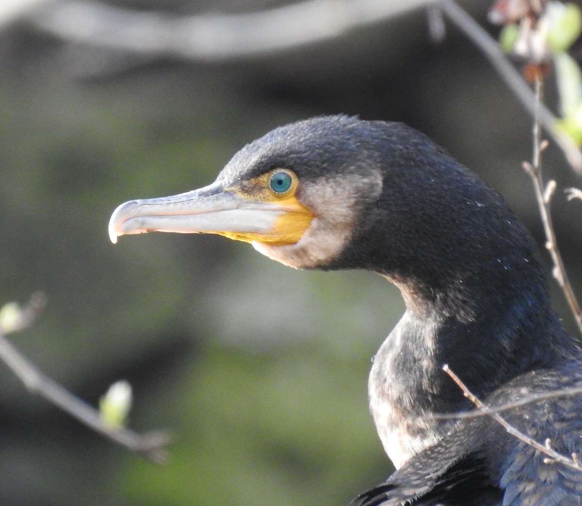 Great Cormorant - ML615708515