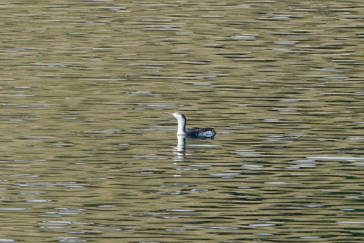 Red-throated Loon - ML615708516