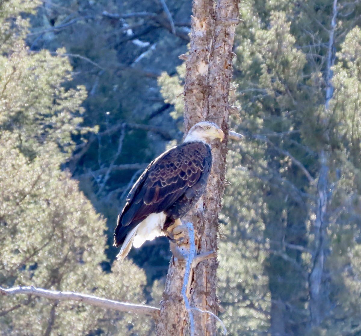 Bald Eagle - ML615708518