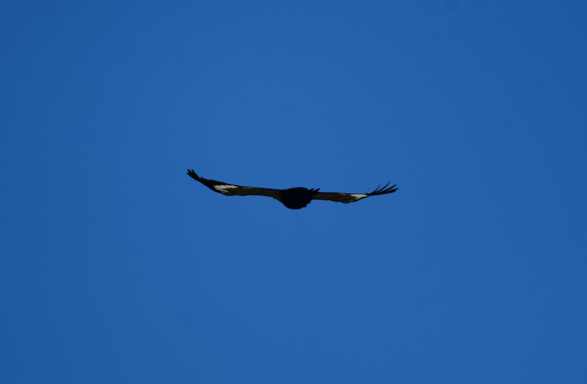 Pileated Woodpecker - ML615708519