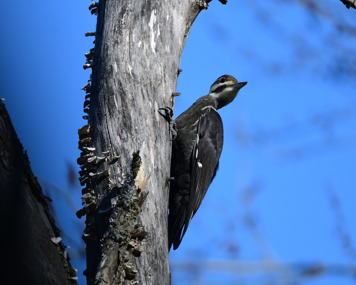 Pileated Woodpecker - ML615708520