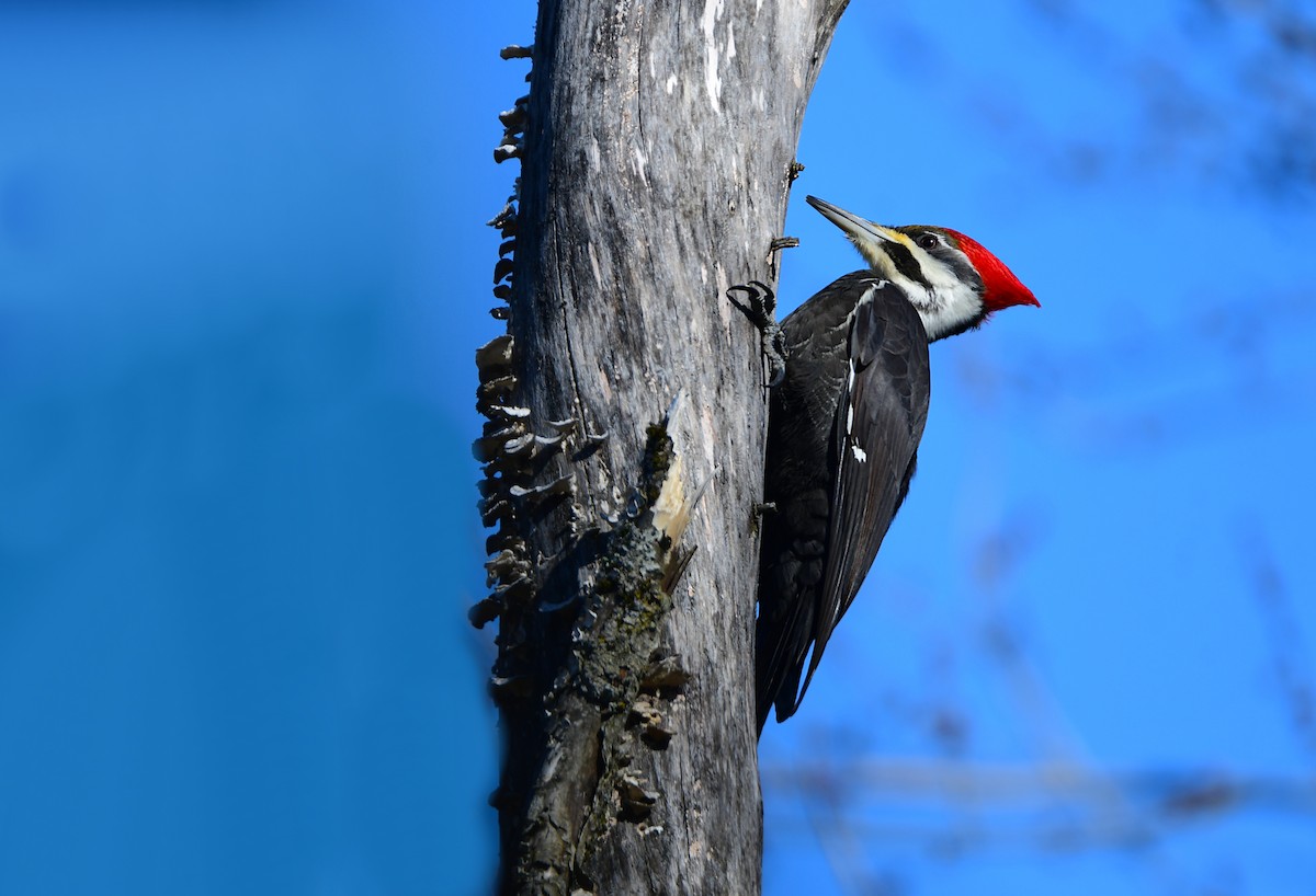 Pileated Woodpecker - ML615708521