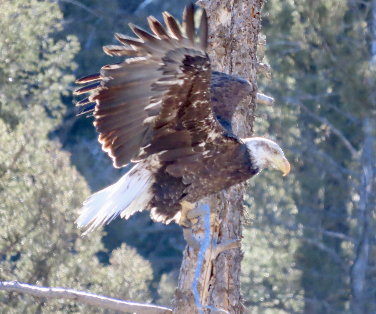 Bald Eagle - ML615708522