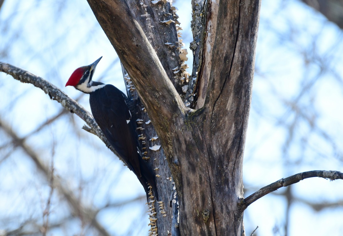 Pileated Woodpecker - ML615708523