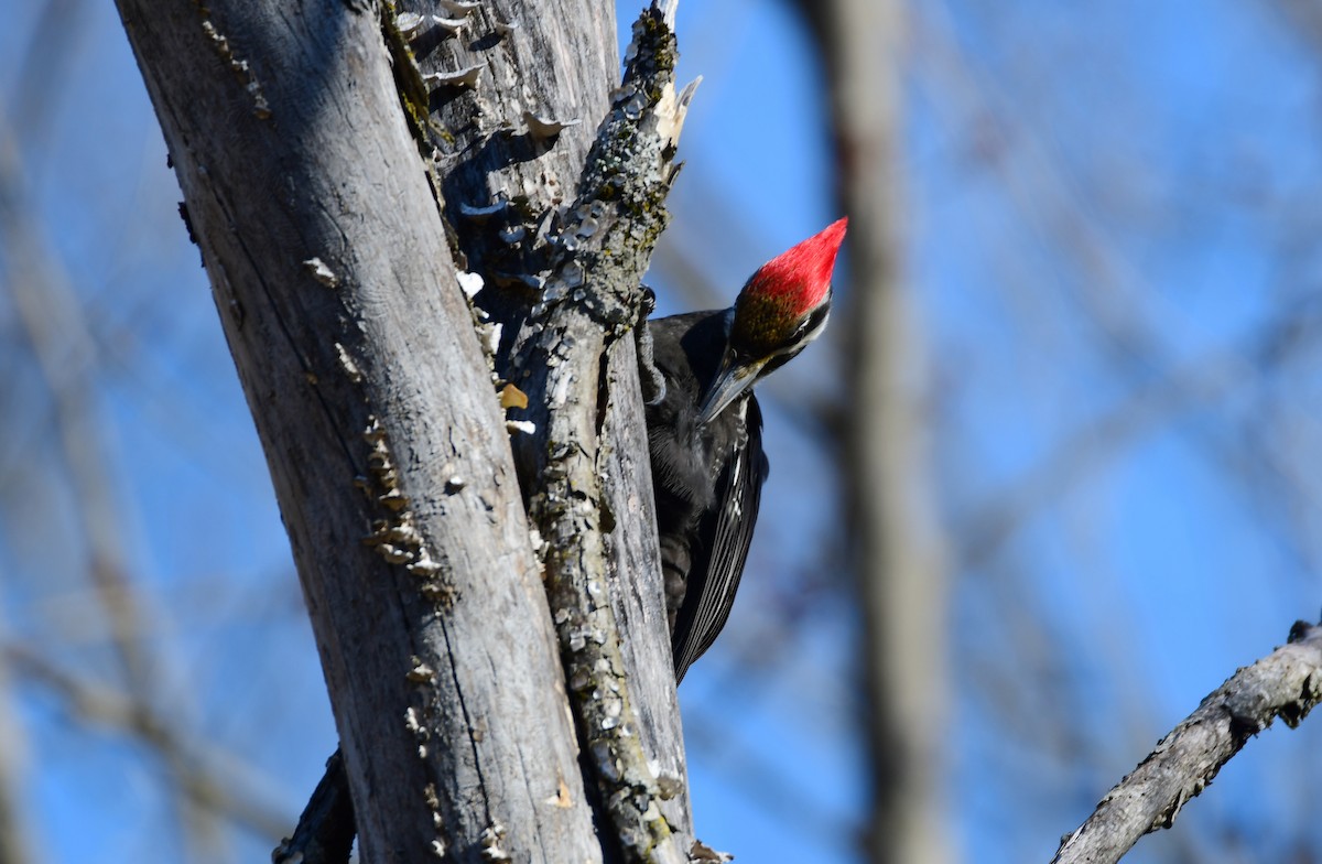 Pileated Woodpecker - ML615708524