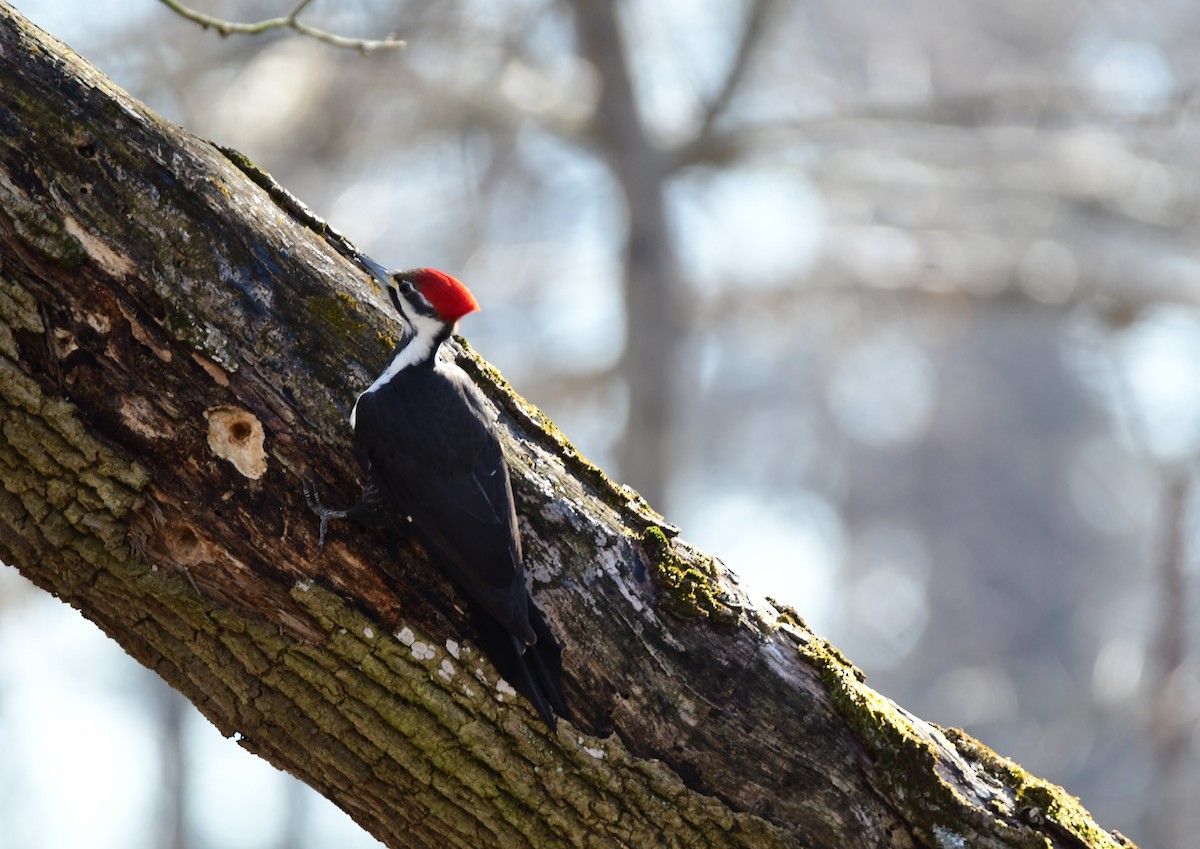 Pileated Woodpecker - ML615708525