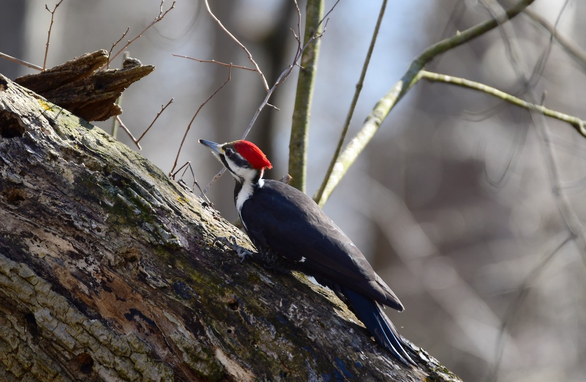 Pileated Woodpecker - ML615708526