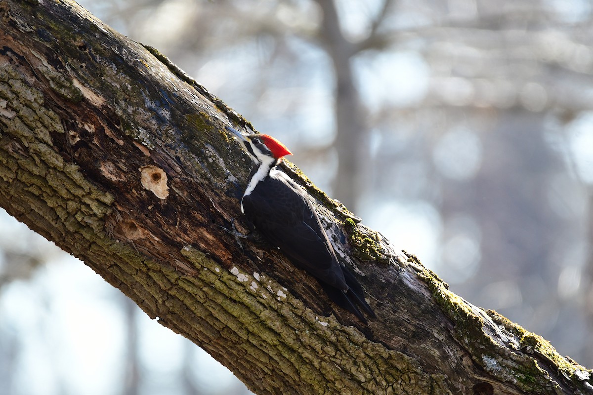 Pileated Woodpecker - ML615708529