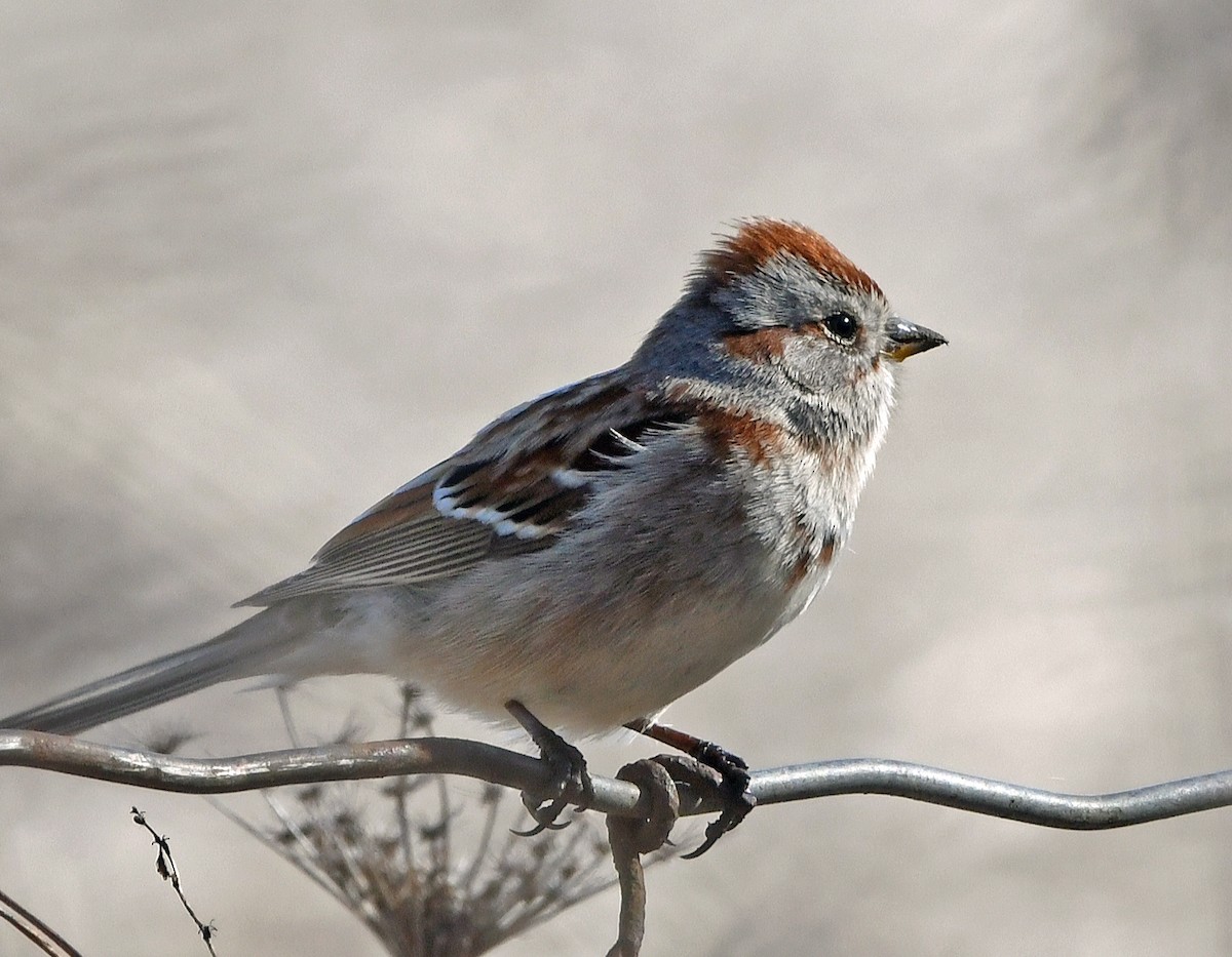 American Tree Sparrow - Connie Galey