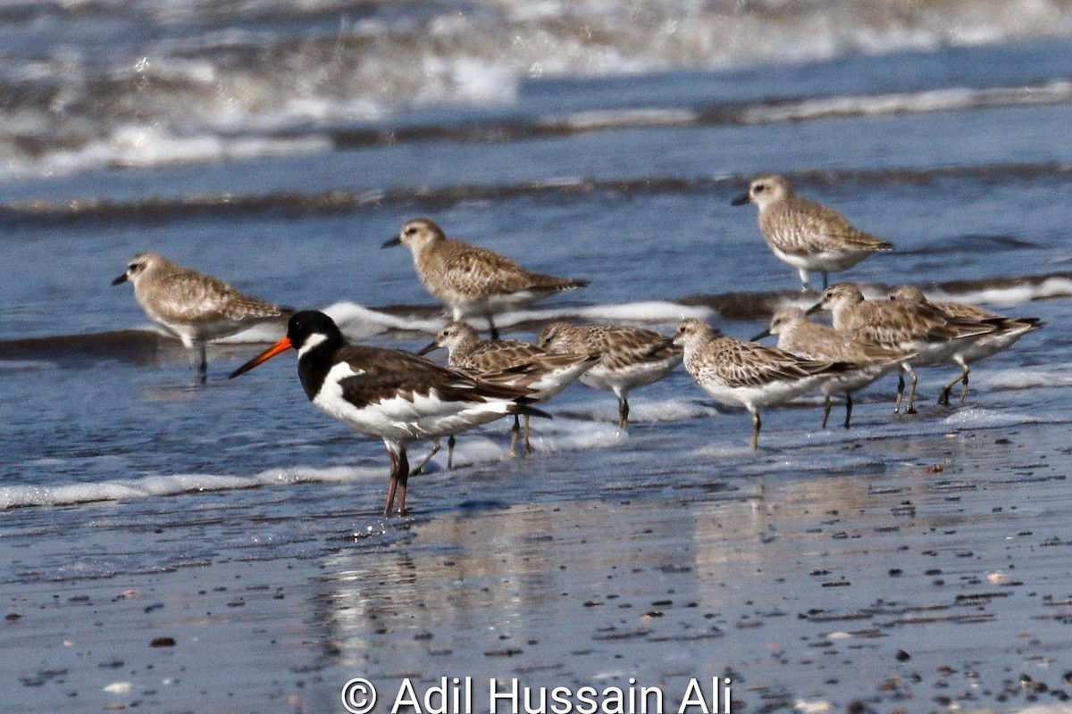 Eurasian Oystercatcher - Adil Ali