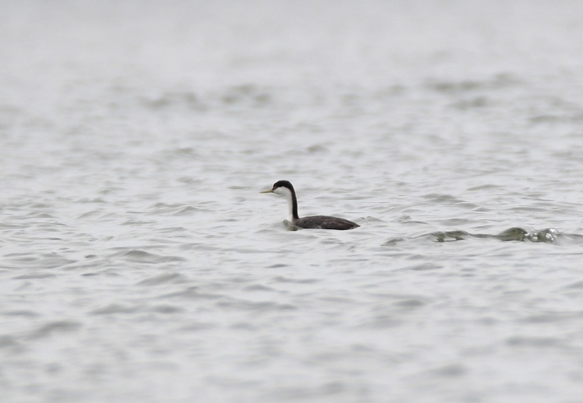 Western Grebe - Chaiby Leiman