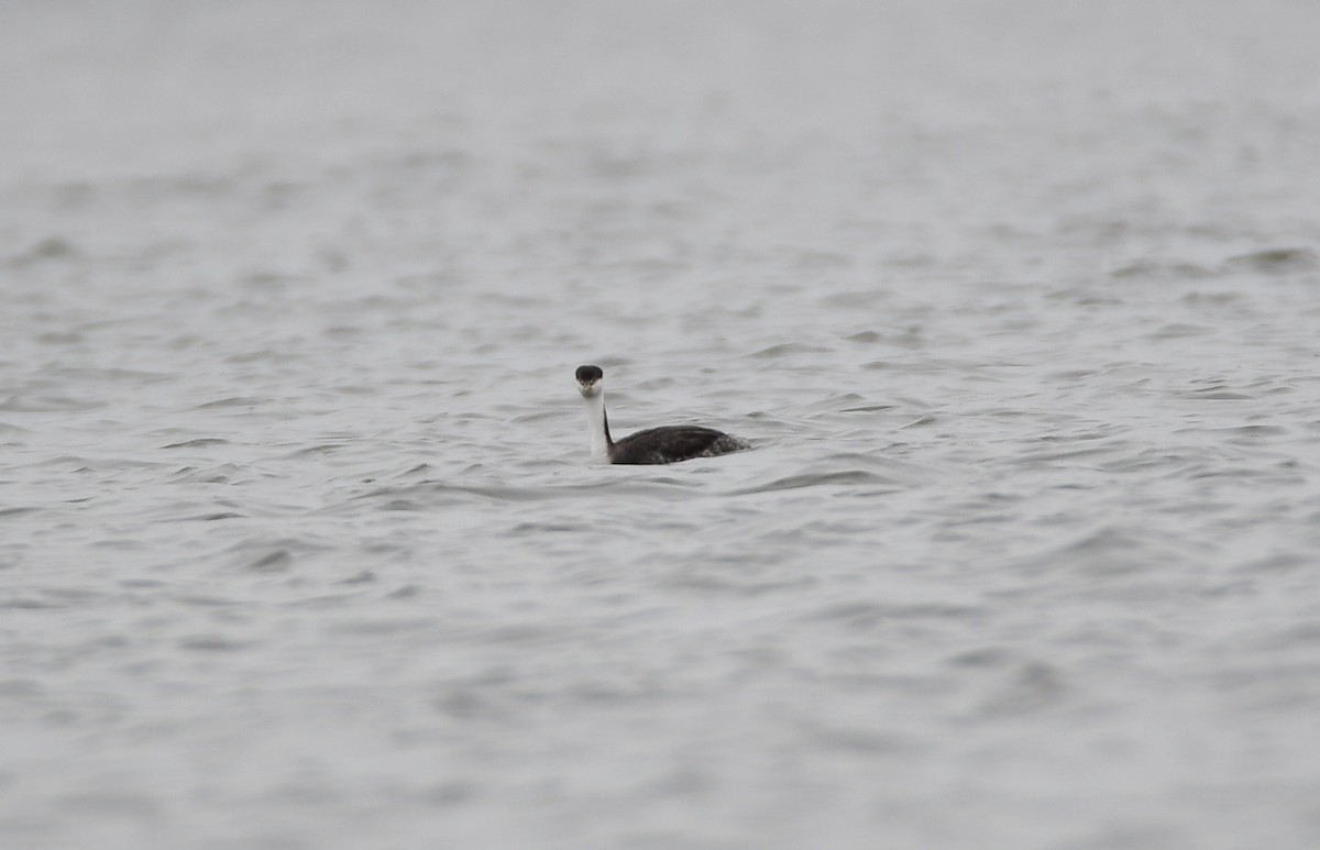 Western Grebe - Chaiby Leiman