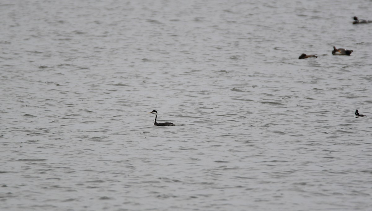 Western Grebe - Chaiby Leiman