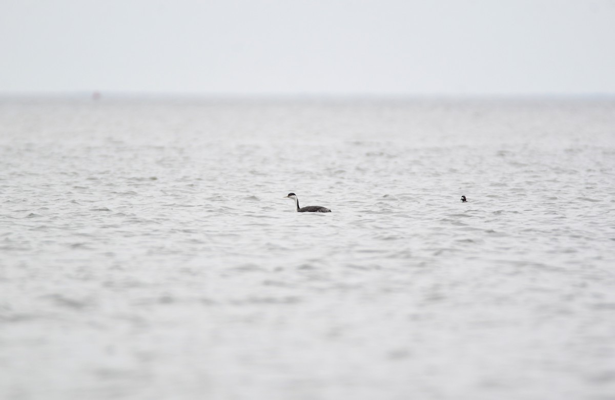 Western Grebe - ML615708611