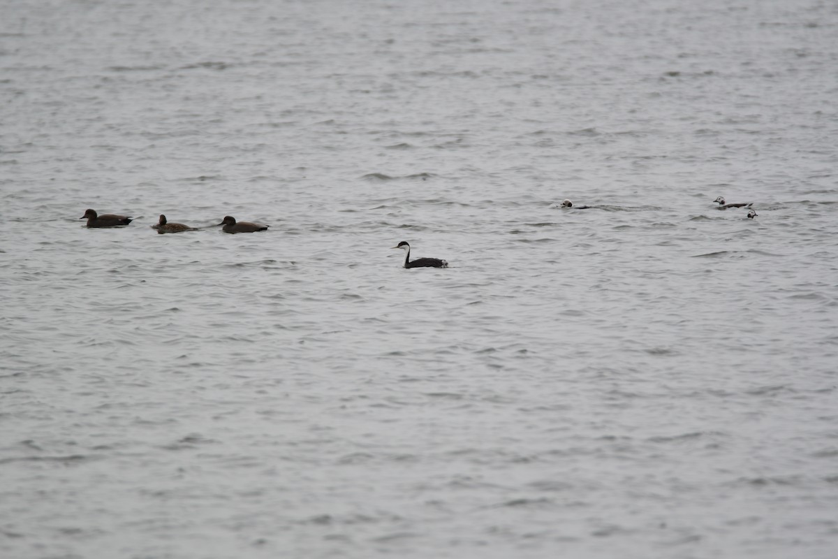 Western Grebe - Chaiby Leiman