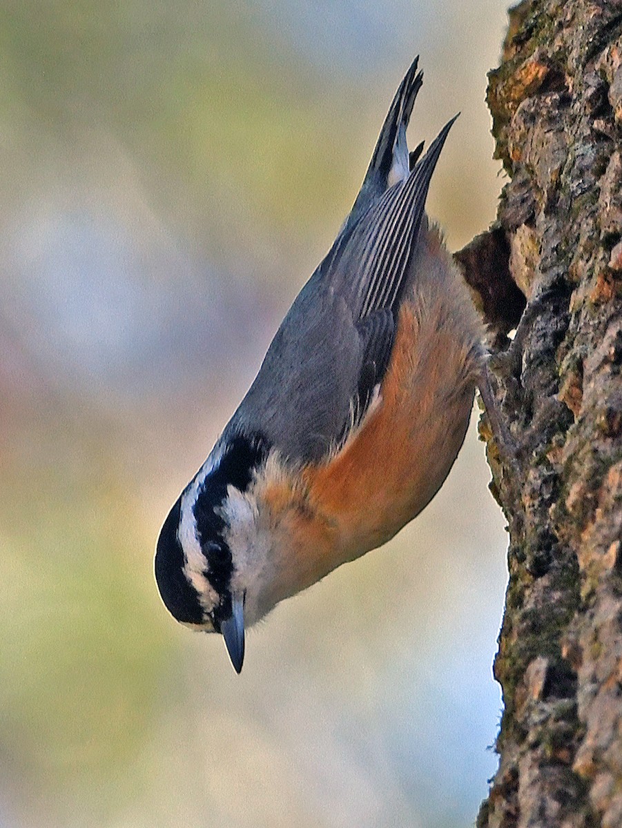 Red-breasted Nuthatch - Connie Galey