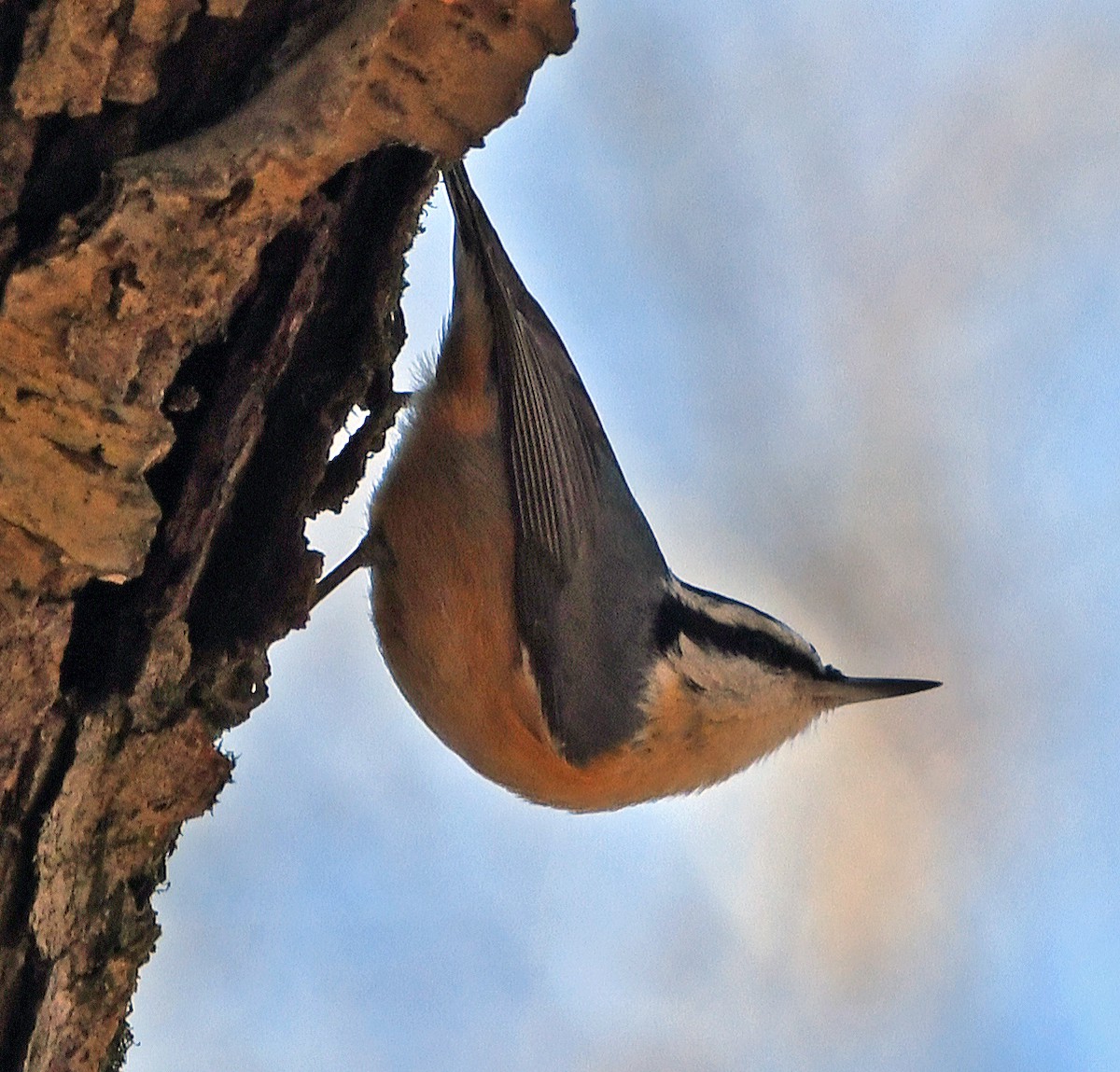 Red-breasted Nuthatch - Connie Galey
