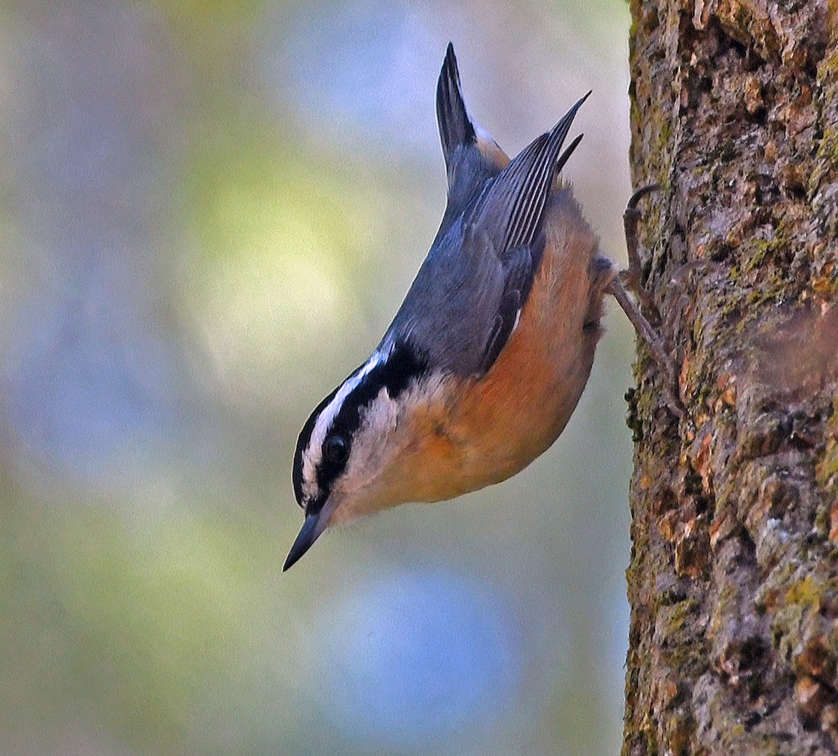 Red-breasted Nuthatch - Connie Galey